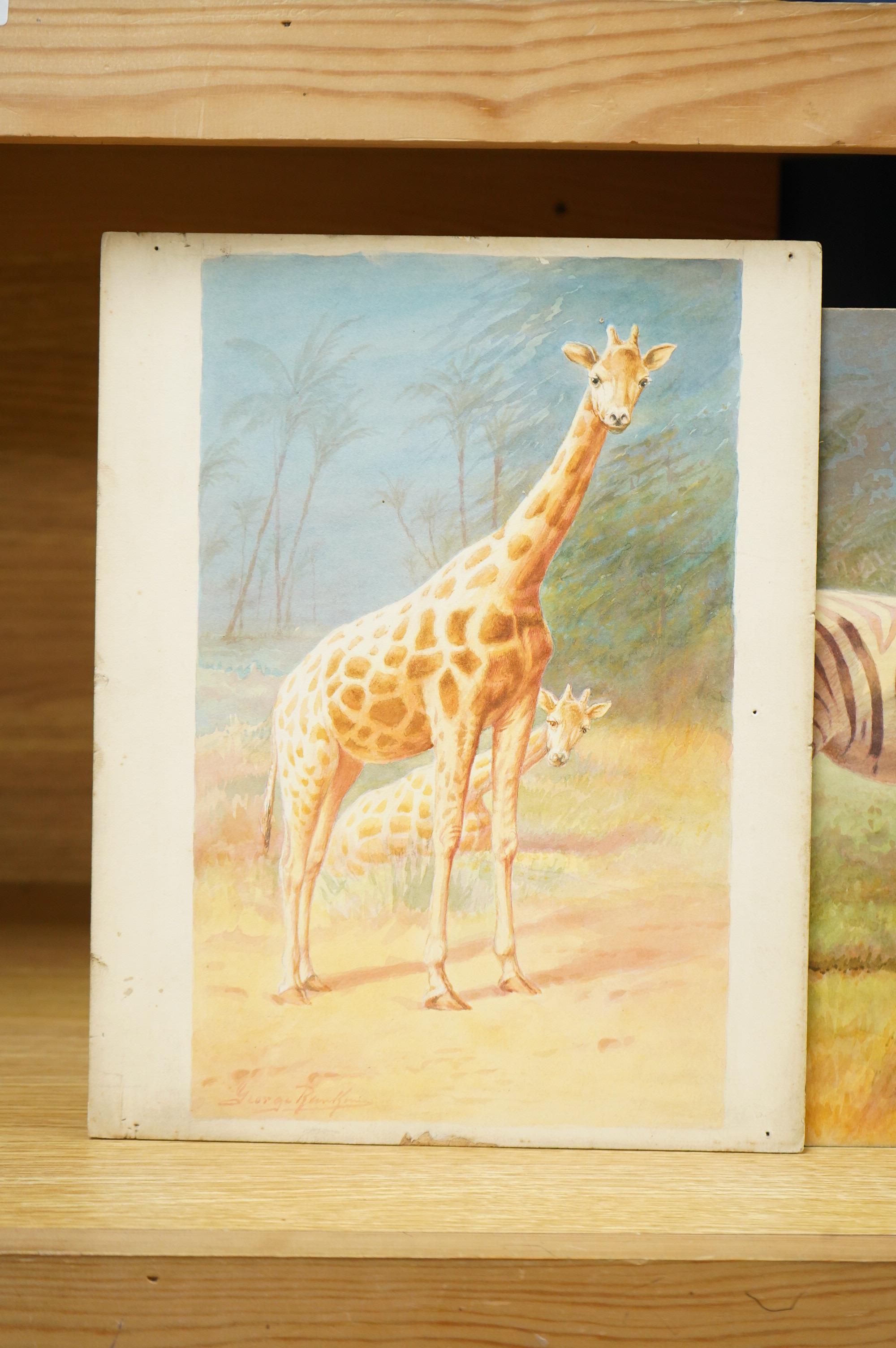 George James Rankin (1864-1937), a set of four original watercolours for postcard designs, Wildlife comprising camels, zebras, elephants and giraffes, each signed, unframed, largest 27 x 37cm